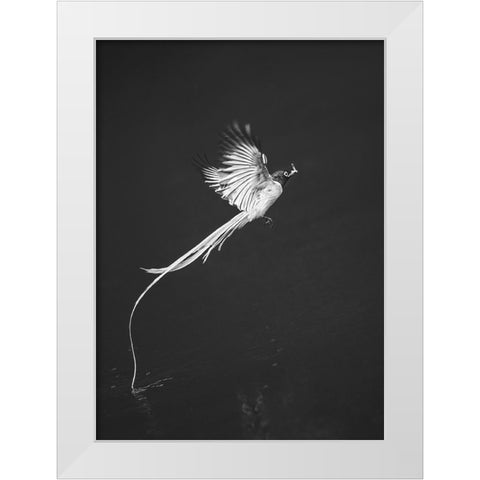 Terpsiphone Paradis White Modern Wood Framed Art Print by Hu, Mei