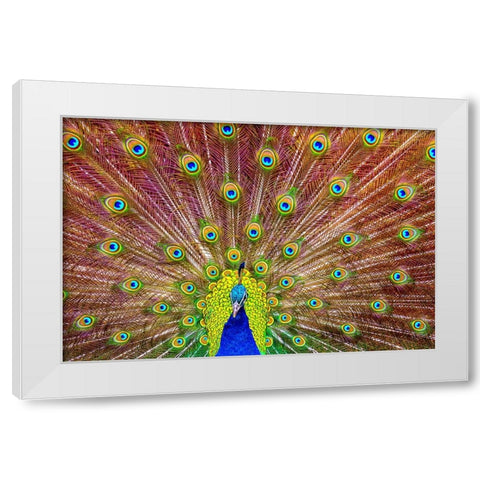 Peacock White Modern Wood Framed Art Print by Michael