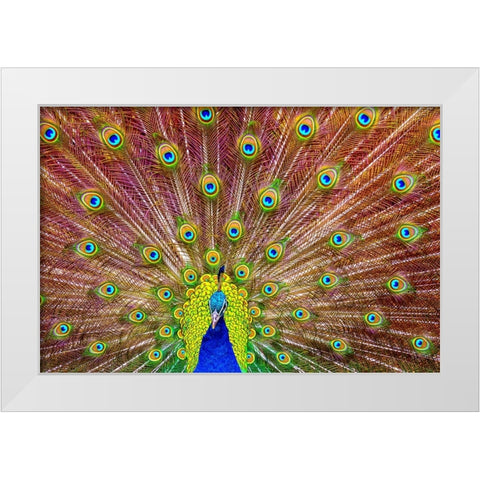 Peacock White Modern Wood Framed Art Print by Michael