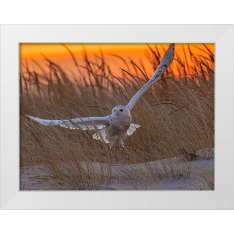 Good Morning Sunshine! White Modern Wood Framed Art Print by Qiang, Tu