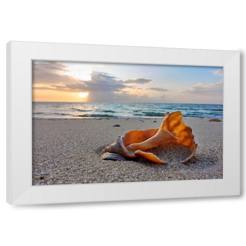 Snail Shell In The Spotlight Of Nature White Modern Wood Framed Art Print by Balzer, Bodo
