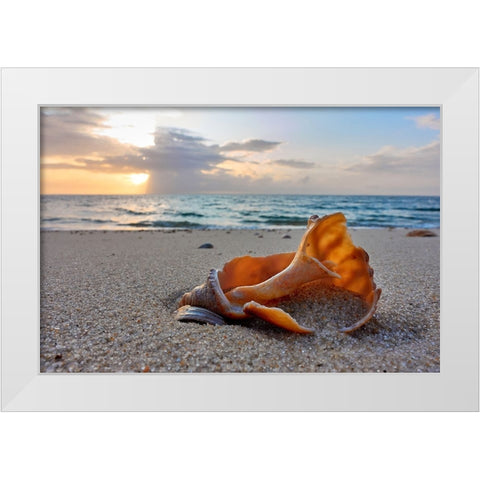 Snail Shell In The Spotlight Of Nature White Modern Wood Framed Art Print by Balzer, Bodo