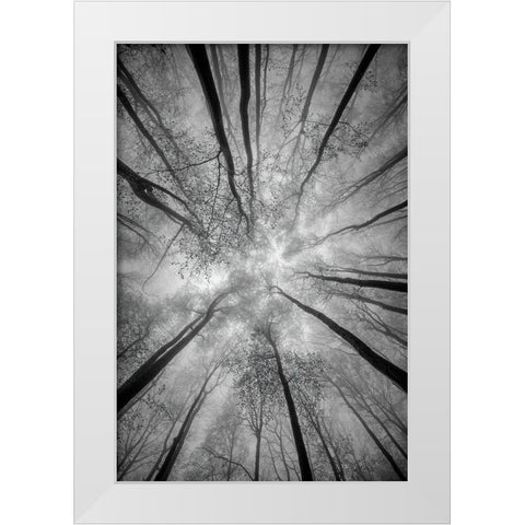 Treetops White Modern Wood Framed Art Print by Pavlasek, Tom