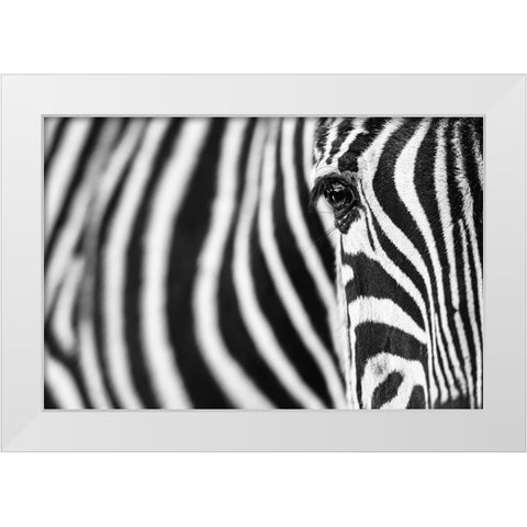 Zebra Stripes White Modern Wood Framed Art Print by Guijt, Richard