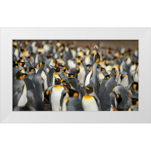 King penguin colony White Modern Wood Framed Art Print by Gil Raga, Joan