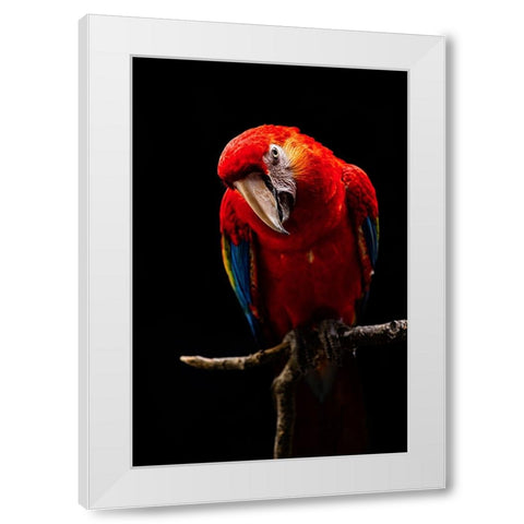 Portrait Of Scarlet Macaw White Modern Wood Framed Art Print by Halil, Andi