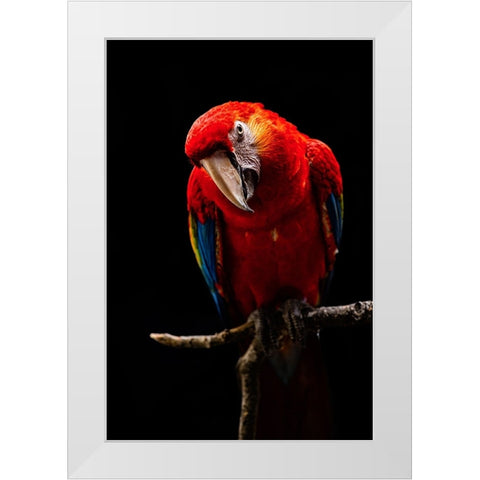 Portrait Of Scarlet Macaw White Modern Wood Framed Art Print by Halil, Andi