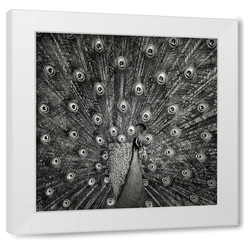 Peacock #6 White Modern Wood Framed Art Print by Meermann, Christian