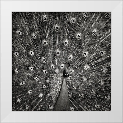 Peacock #6 White Modern Wood Framed Art Print by Meermann, Christian