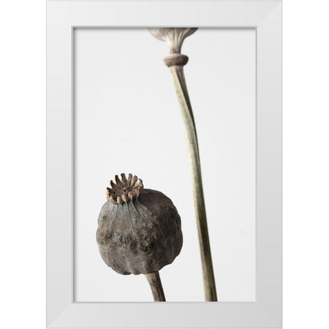 Dried_005 White Modern Wood Framed Art Print by 1x Studio III