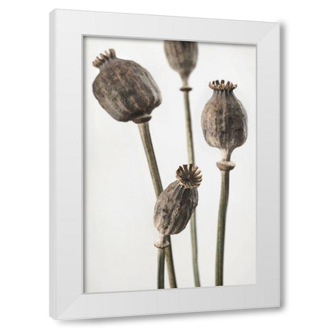 Dried_006 White Modern Wood Framed Art Print by 1x Studio III