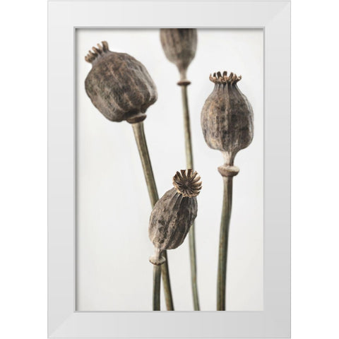 Dried_006 White Modern Wood Framed Art Print by 1x Studio III