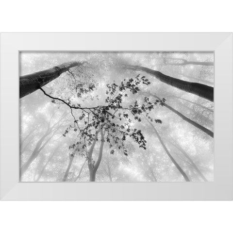 The branch White Modern Wood Framed Art Print by Pavlasek, Tom