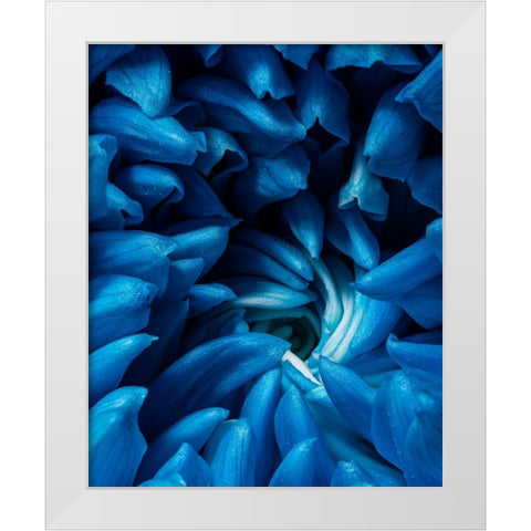 Blue chrysanthemum White Modern Wood Framed Art Print by Morozov, Konstantin