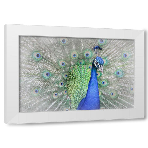 Peacock White Modern Wood Framed Art Print by Ren, Yuzheng