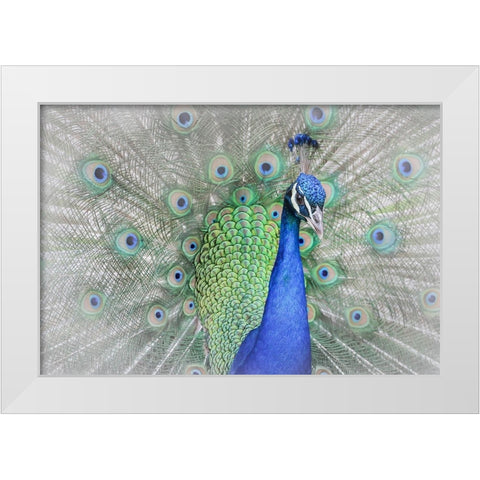 Peacock White Modern Wood Framed Art Print by Ren, Yuzheng
