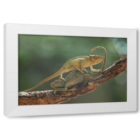 I Am Sorry My Bro White Modern Wood Framed Art Print by Gapur Dayak, Abdul