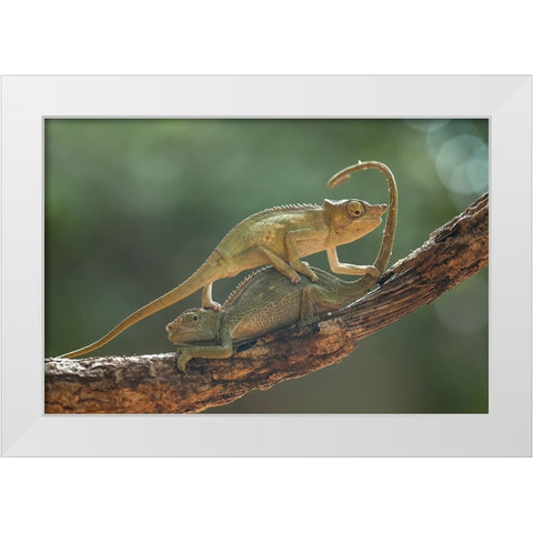 I Am Sorry My Bro White Modern Wood Framed Art Print by Gapur Dayak, Abdul