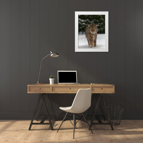 Meet The Lynx White Modern Wood Framed Art Print by Firesova, Michaela