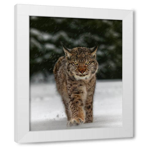 Meet The Lynx White Modern Wood Framed Art Print by Firesova, Michaela
