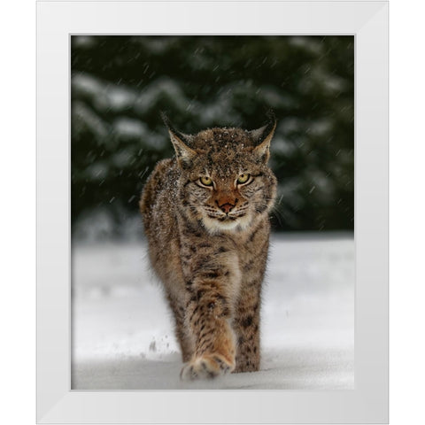 Meet The Lynx White Modern Wood Framed Art Print by Firesova, Michaela