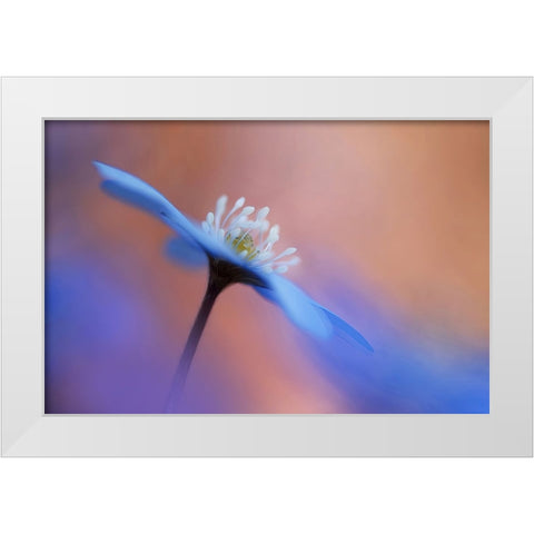 En blommas ljuvlighet. White Modern Wood Framed Art Print by Sjogren, Ylva