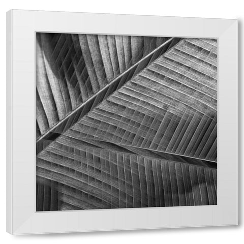 Banana lattice. White Modern Wood Framed Art Print by Ciappara Lrps., Simon