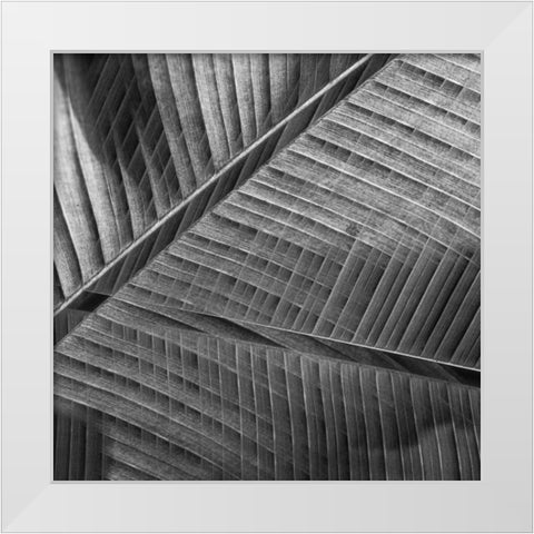 Banana lattice. White Modern Wood Framed Art Print by Ciappara Lrps., Simon