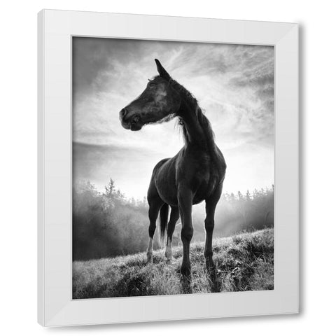 Backlight Horse White Modern Wood Framed Art Print by Accordini, Alessandro