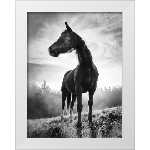 Backlight Horse White Modern Wood Framed Art Print by Accordini, Alessandro