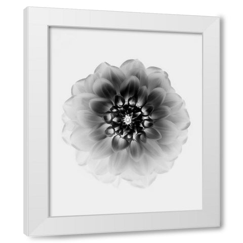 X-Ray White Modern Wood Framed Art Print by Zhao, Alex