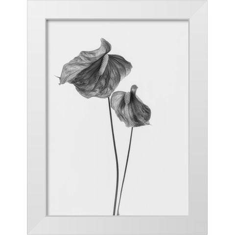 Anthurium White Modern Wood Framed Art Print by Gronkjar, Lotte
