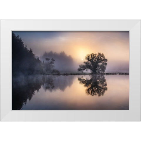 The old willow in the morning light White Modern Wood Framed Art Print by Eisenmann, Ulrike