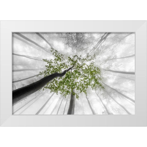 Green leaves White Modern Wood Framed Art Print by Pavlasek, Tom