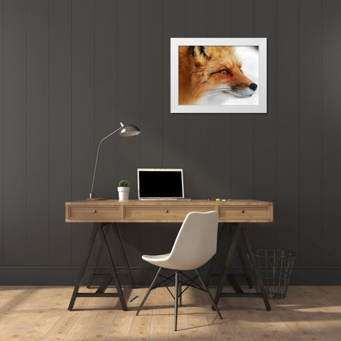 Red Fox White Modern Wood Framed Art Print by Turgeon, Alain