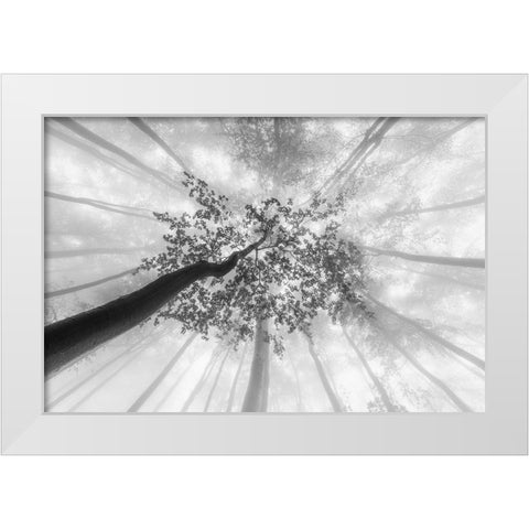 Spring foggy views White Modern Wood Framed Art Print by Pavlasek, Tom