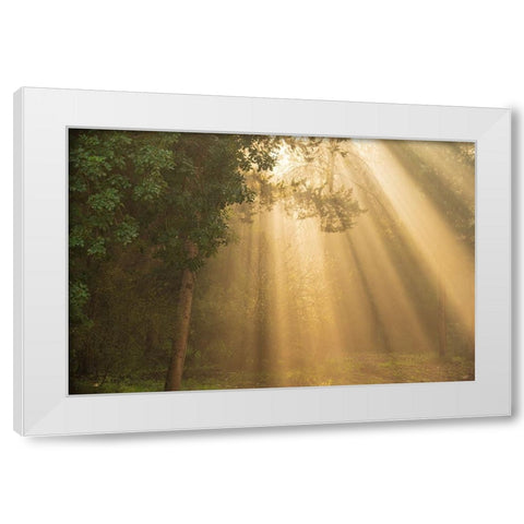 ray of light White Modern Wood Framed Art Print by Moshe, Mallal
