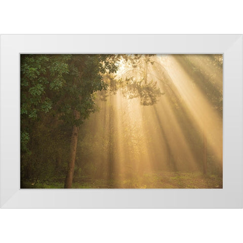 ray of light White Modern Wood Framed Art Print by Moshe, Mallal