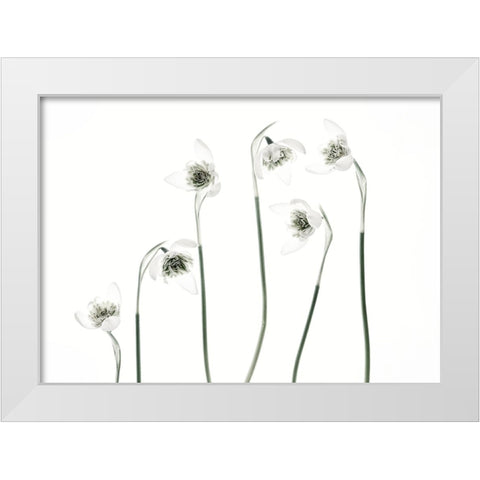 Snowdrops White Modern Wood Framed Art Print by Gronkjar, Lotte