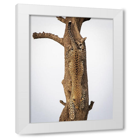 Camouflage White Modern Wood Framed Art Print by Taylor, Mike