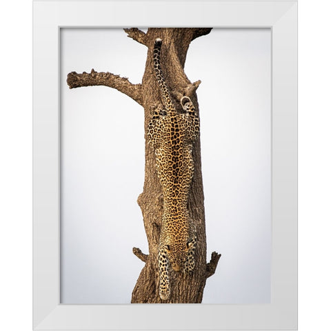Camouflage White Modern Wood Framed Art Print by Taylor, Mike