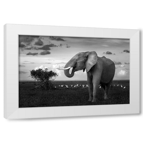 Beautiful Elephant White Modern Wood Framed Art Print by Sobhi, Ahmed