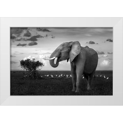 Beautiful Elephant White Modern Wood Framed Art Print by Sobhi, Ahmed