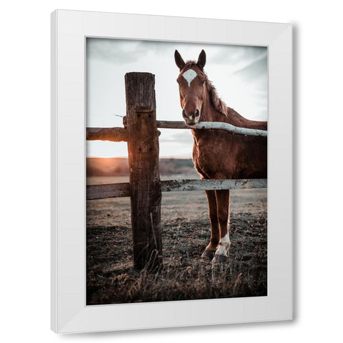 Horse Farm In Skairoai, Slovakia White Modern Wood Framed Art Print by Jakab, Gabriel