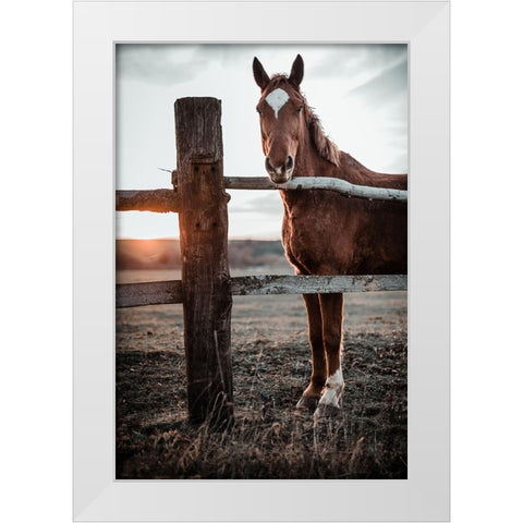 Horse Farm In Skairoai, Slovakia White Modern Wood Framed Art Print by Jakab, Gabriel