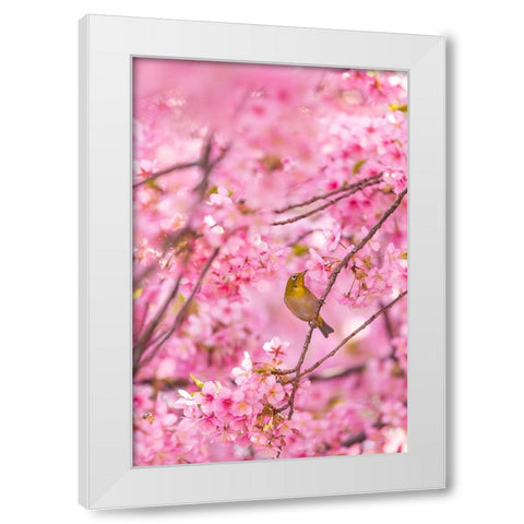 cherry blossoms and bird White Modern Wood Framed Art Print by Chen, Liang