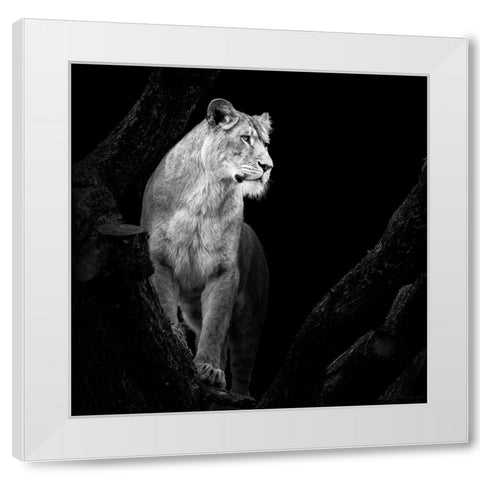 Lioness White Modern Wood Framed Art Print by Meermann, Christian