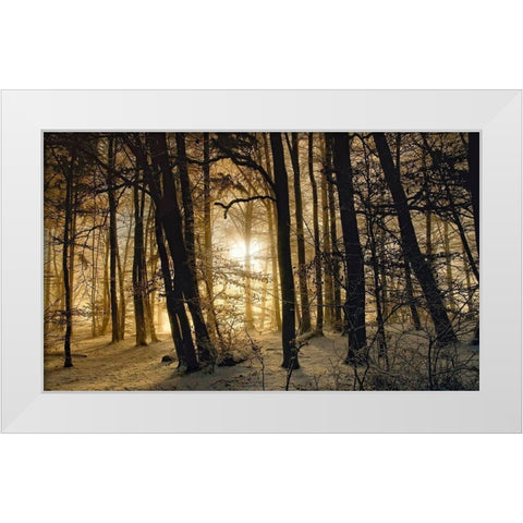 Winter Morning White Modern Wood Framed Art Print by Maier, Norbert
