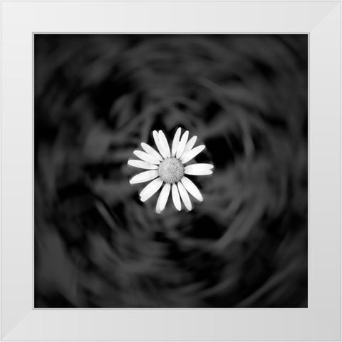Alpine meadow discovery White Modern Wood Framed Art Print by Winkler, Jens
