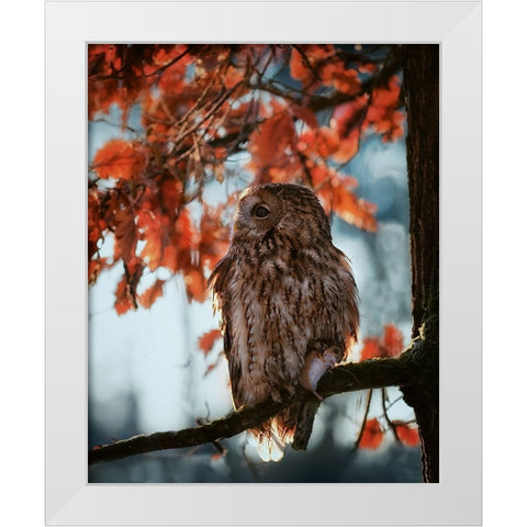 Resting owl with prey White Modern Wood Framed Art Print by Firesova, Michaela